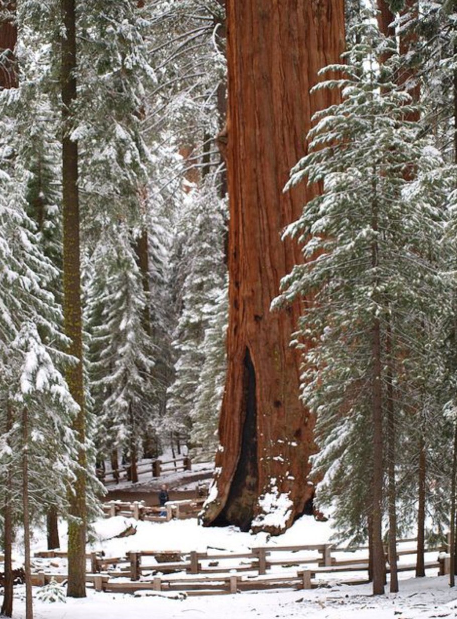 Деревья в снегу
