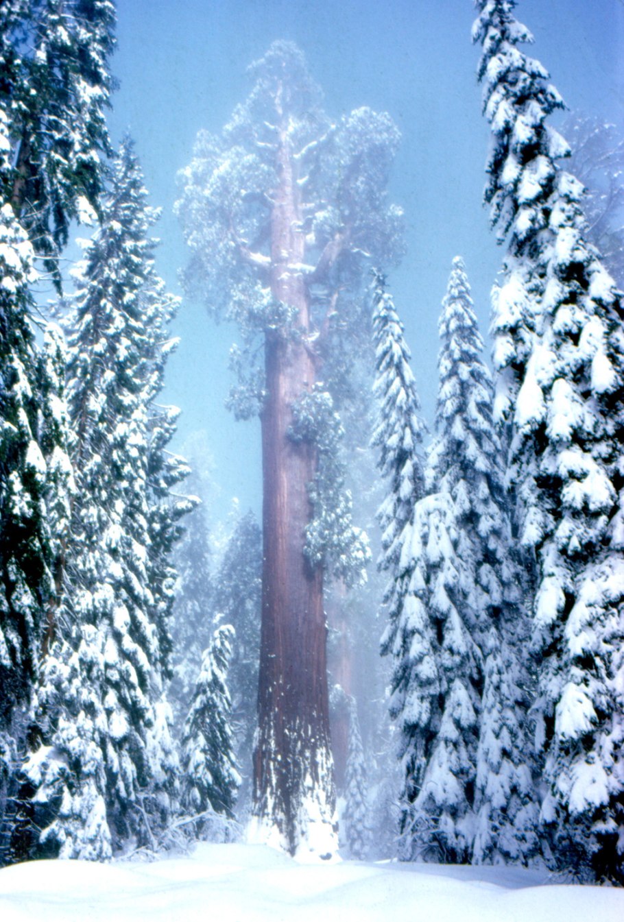 Национальный парк Секвойя зимой