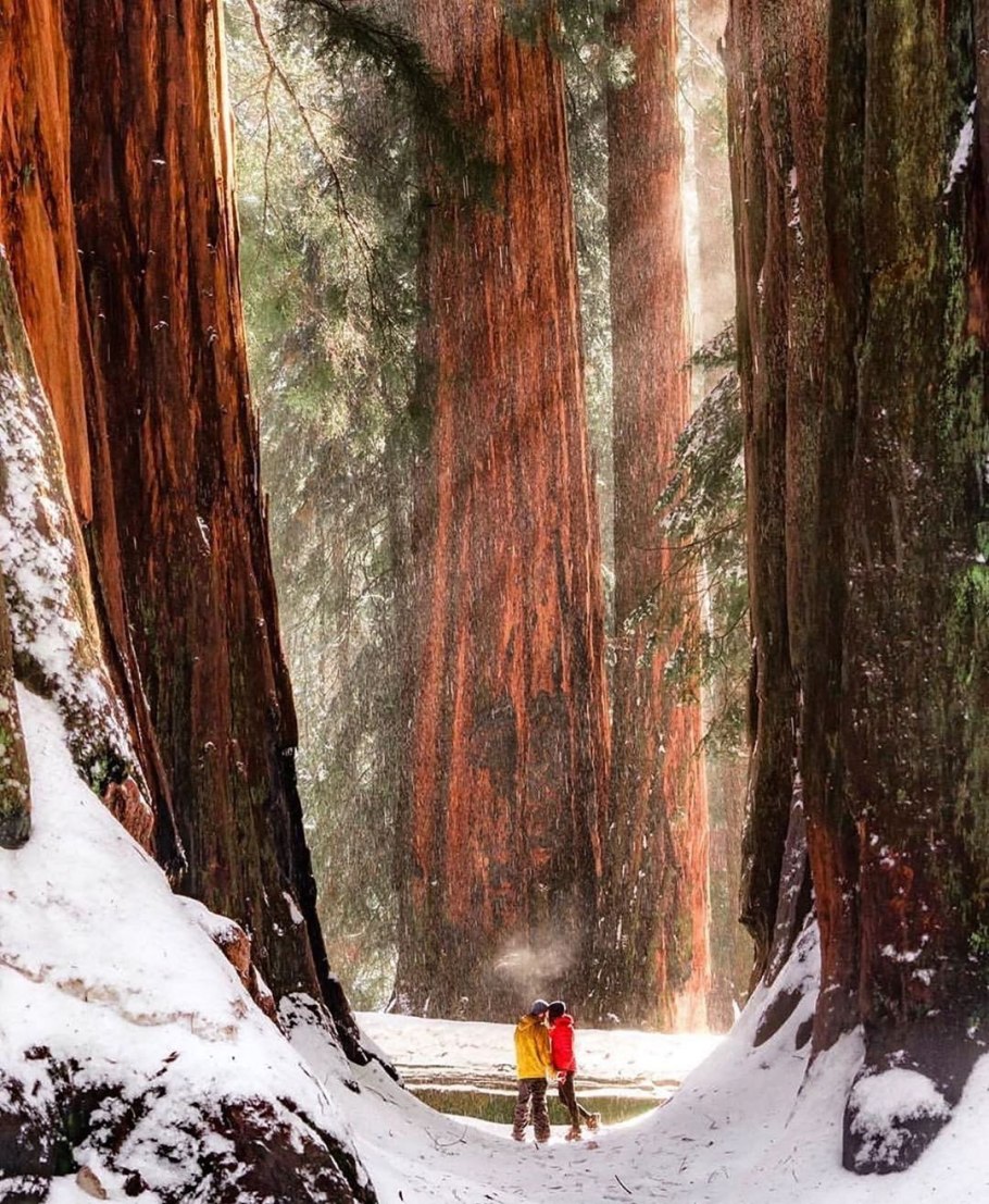 Секвойя гиф