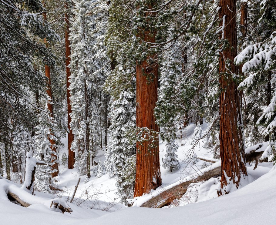Секвойя дорога зима