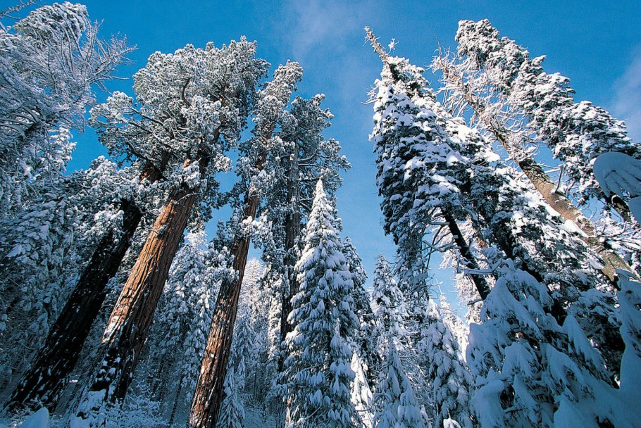 Парк Секвойя Калифорния туннель