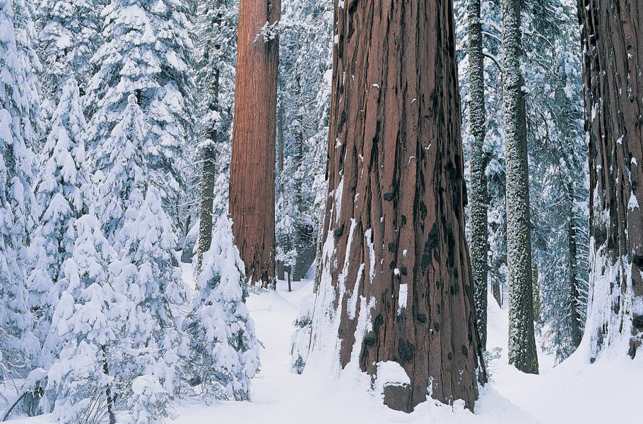 Заснеженный сказочный лес