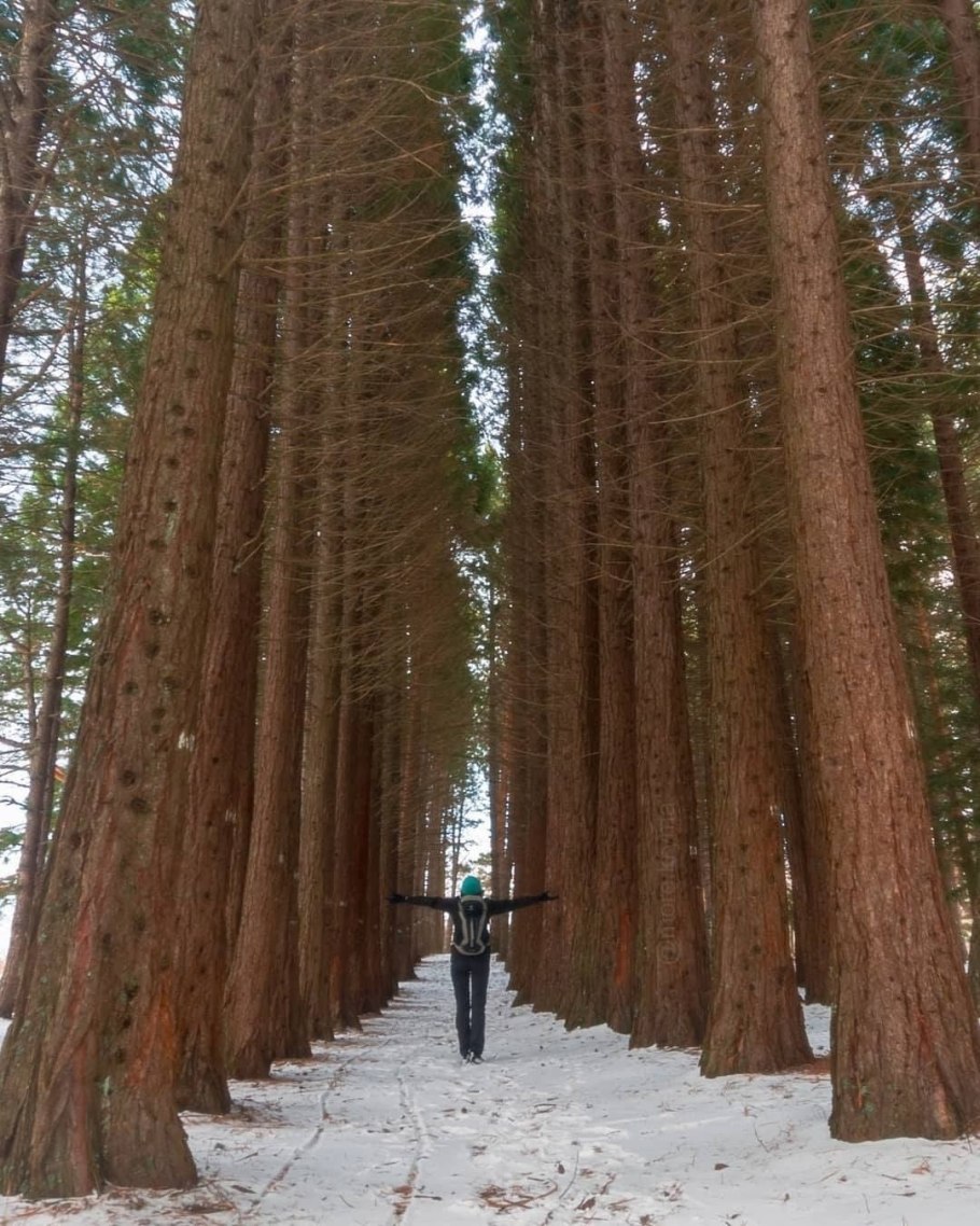 Лес секвойи в Калифорнии