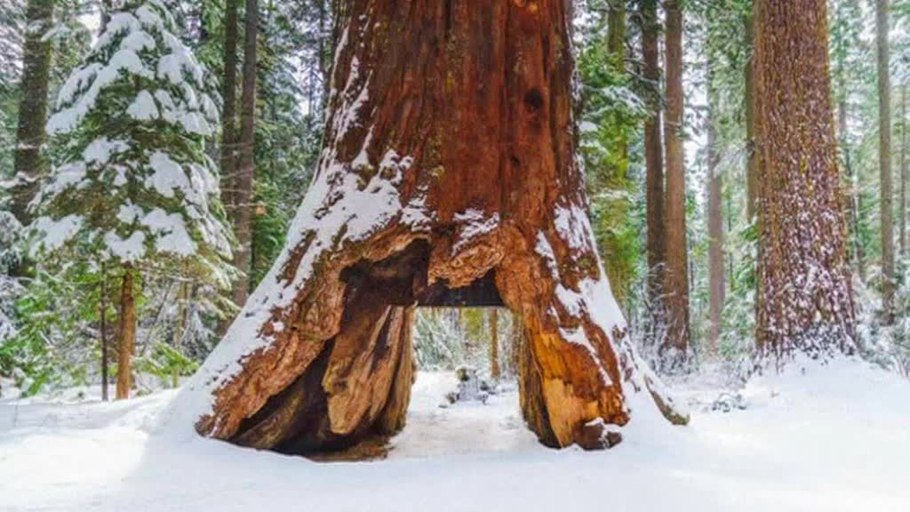 Секвойи в снегу