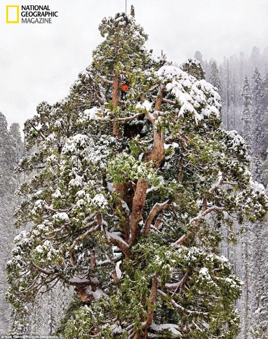 Секвойя президент