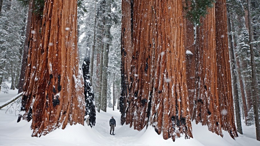 Национальный парк Секвойя зимой Калифорния