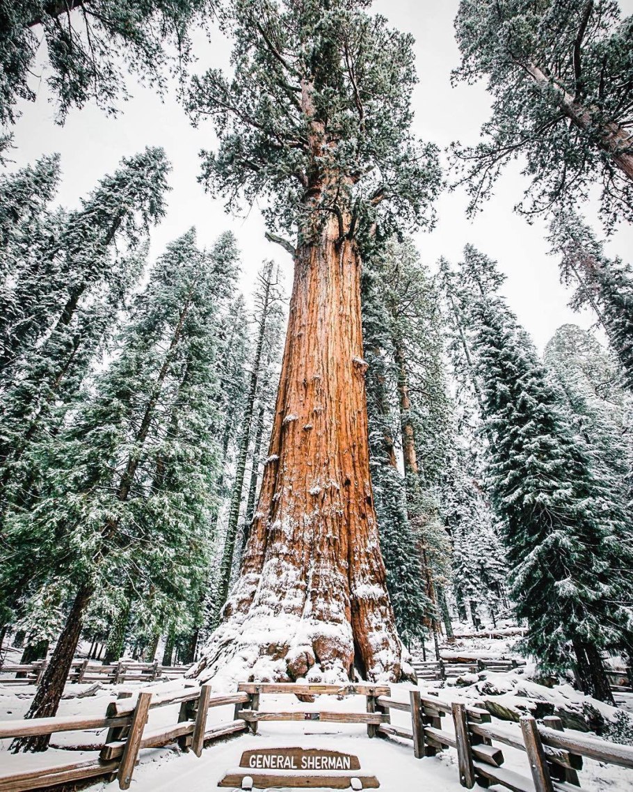 Секвойя Сьерра Невада