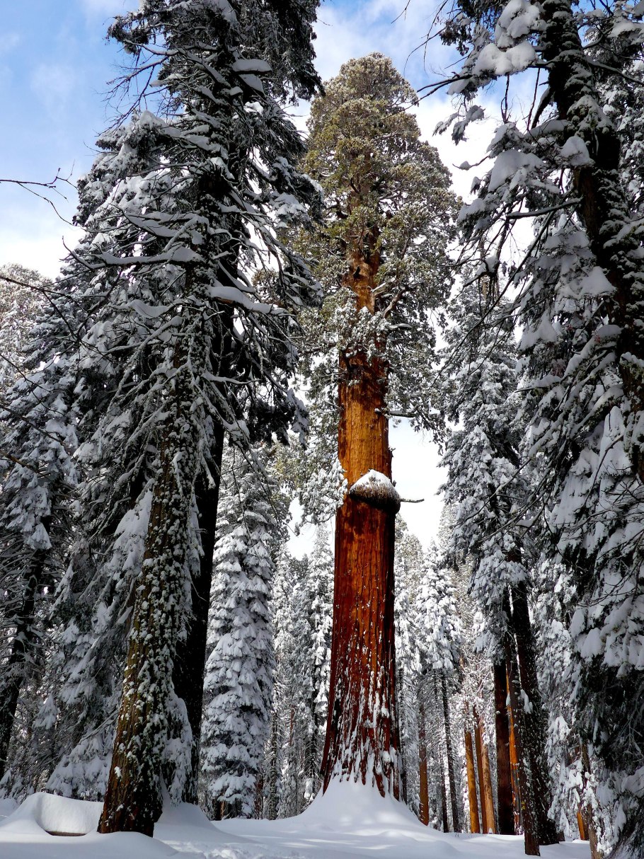 Секвойя дерево