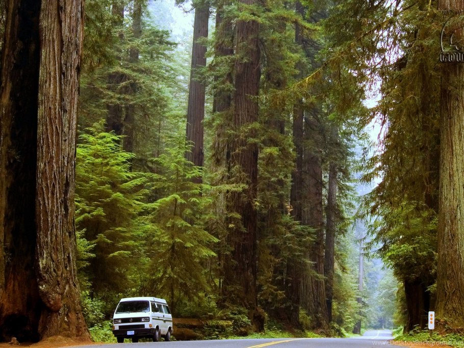 Зимой в лесу