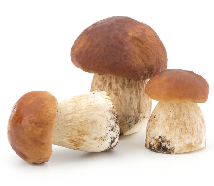 Болет укореняющийся Boletus radicans