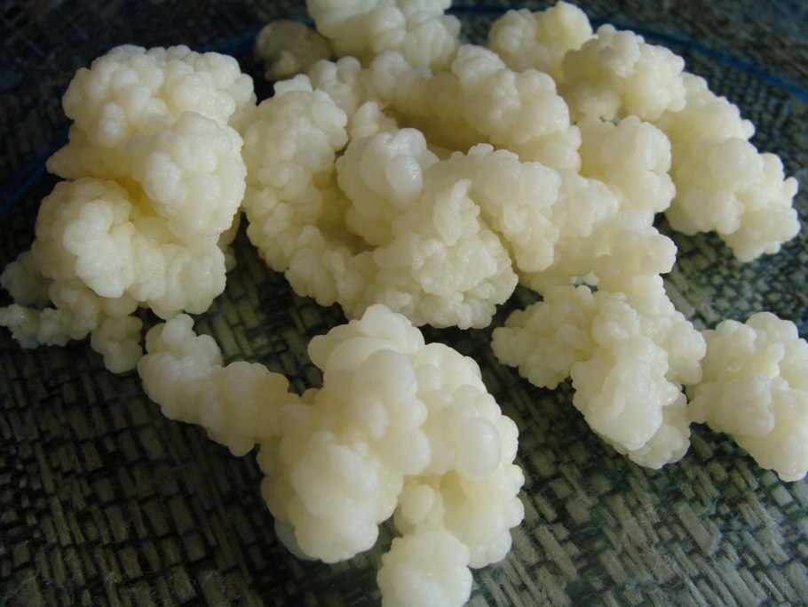 Гриб кефирный молочный