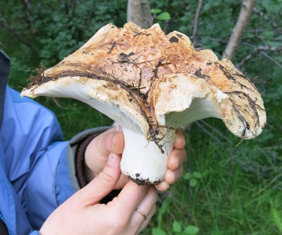 Гриб белый груздь