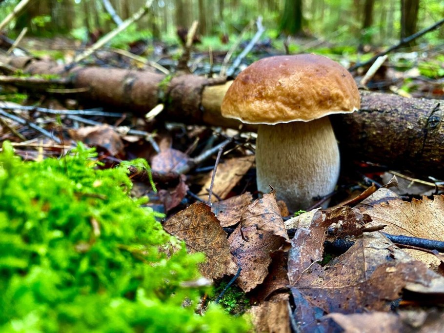 Гриб дождевик ГОЛОВАЧ