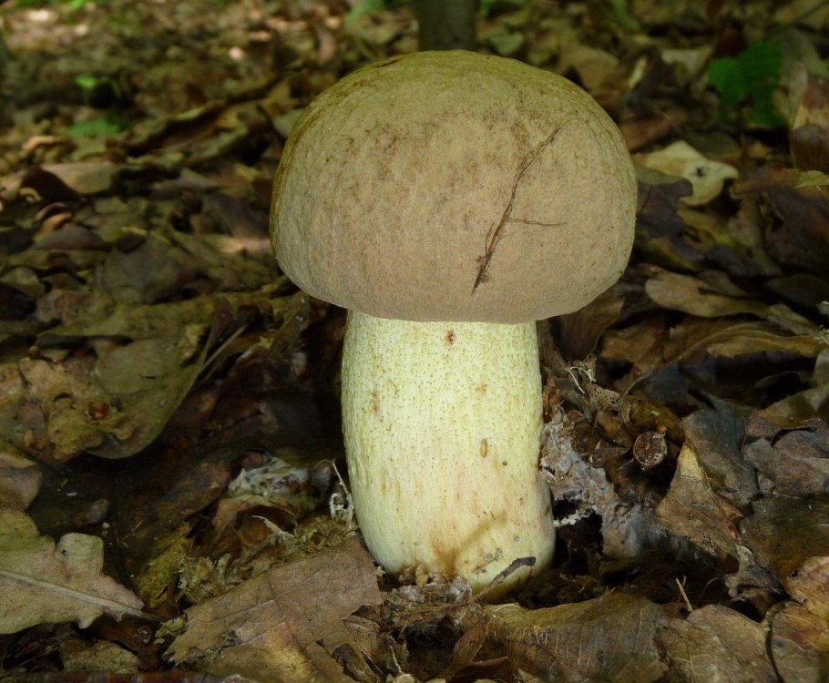 Ежовик жёлтый