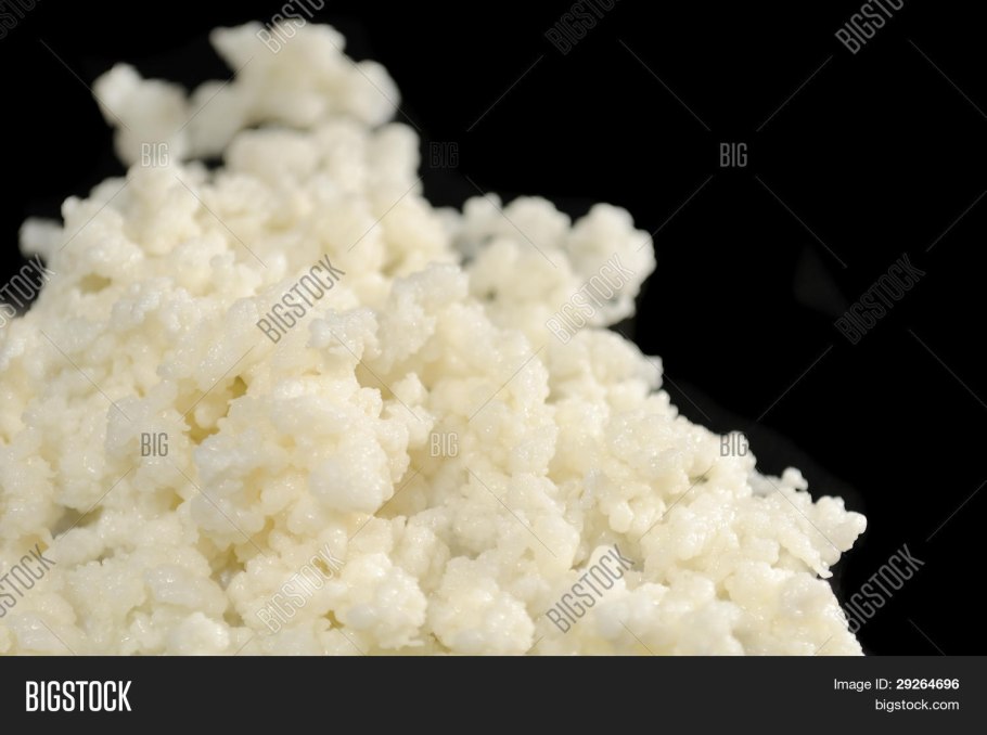 Молочный гриб фото