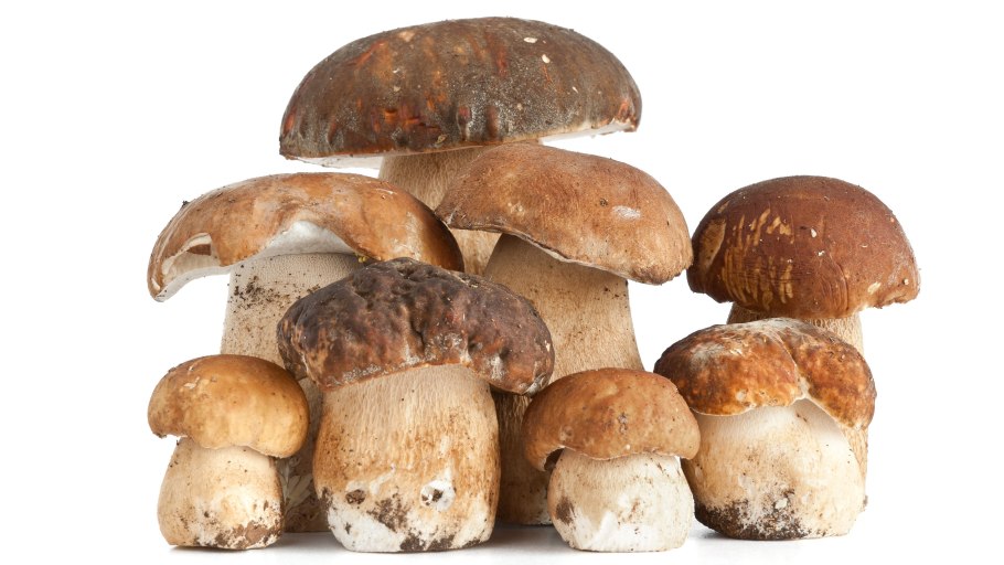 Boletus edulis – белый гриб