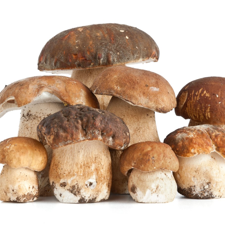 Чаудинский белый гриб