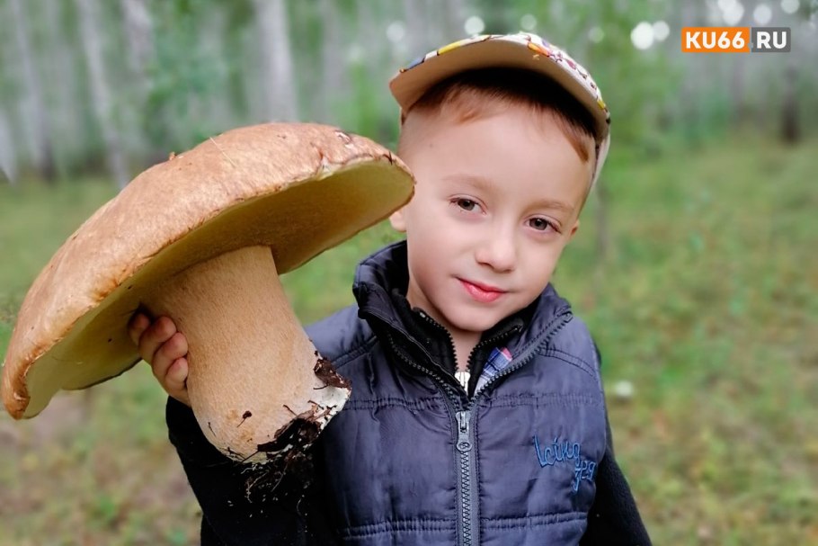 Грибница белых грибов