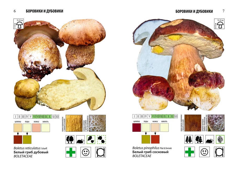 Гриб Боровик переросток
