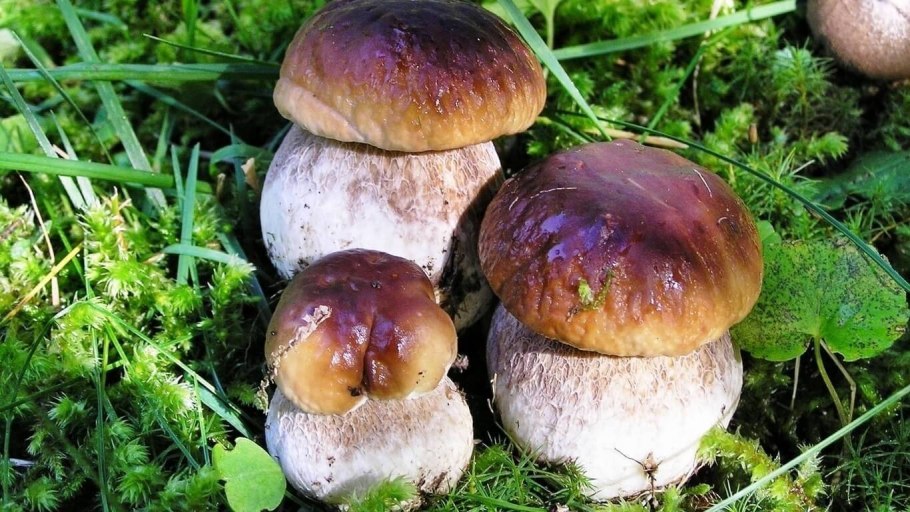 Боровой белый гриб