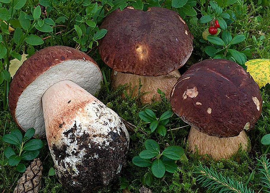 Гриб-монстр Armillaria ostoyae