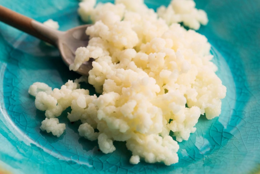 Живой кефирный тибетский гриб