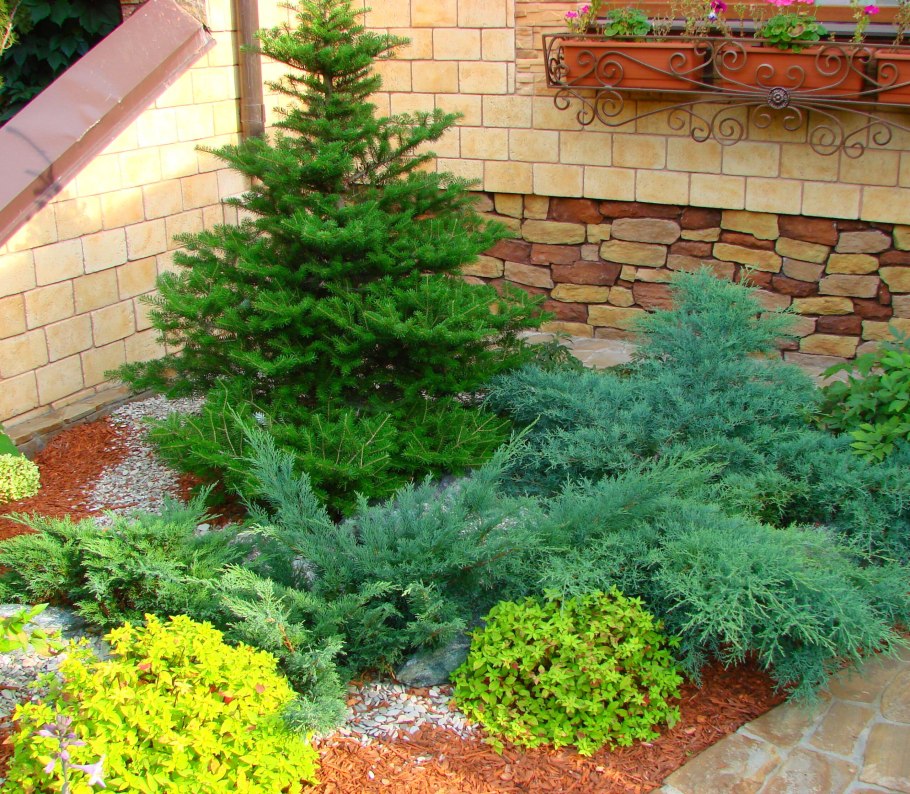 Коника казацкий можжевельник