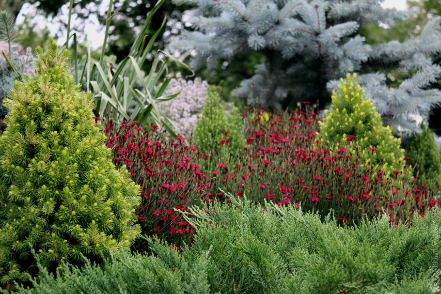 Туя Даника в композиции