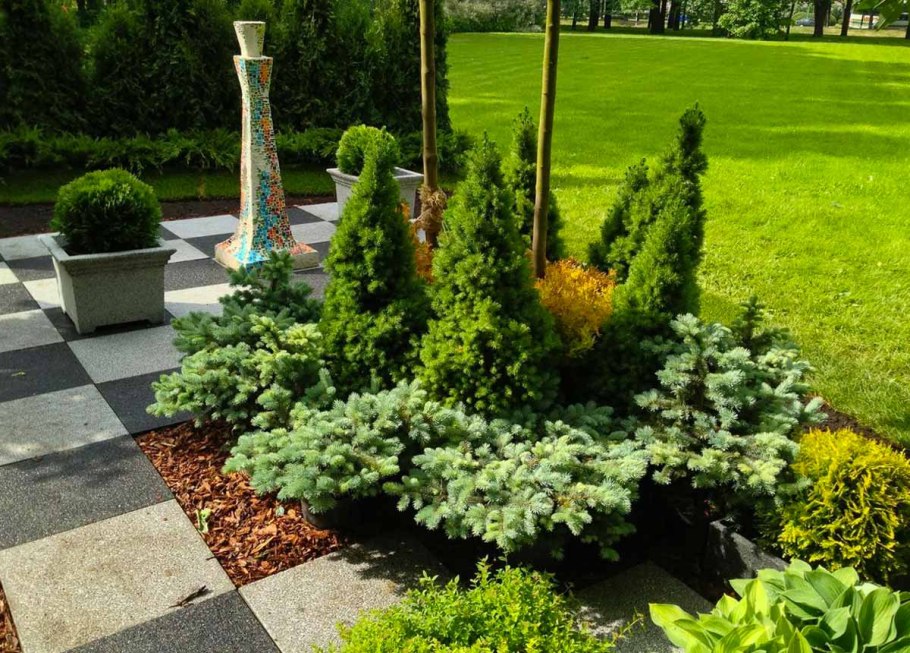 Туя Смарагд голубая ель миксбордер