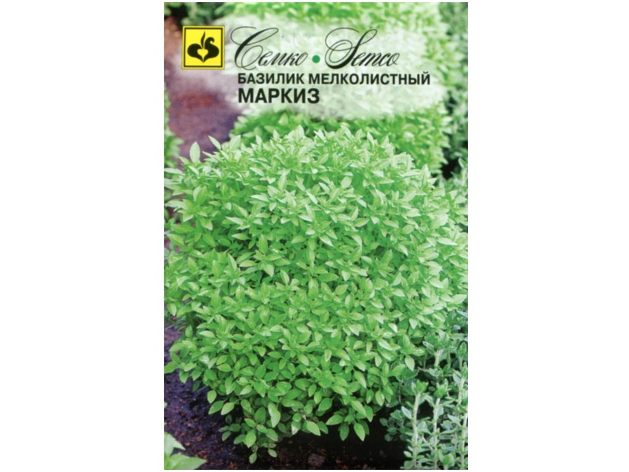 Базилик Туласи в горшке