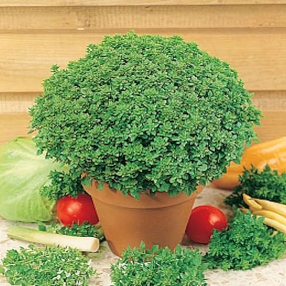 Базилик кустовой