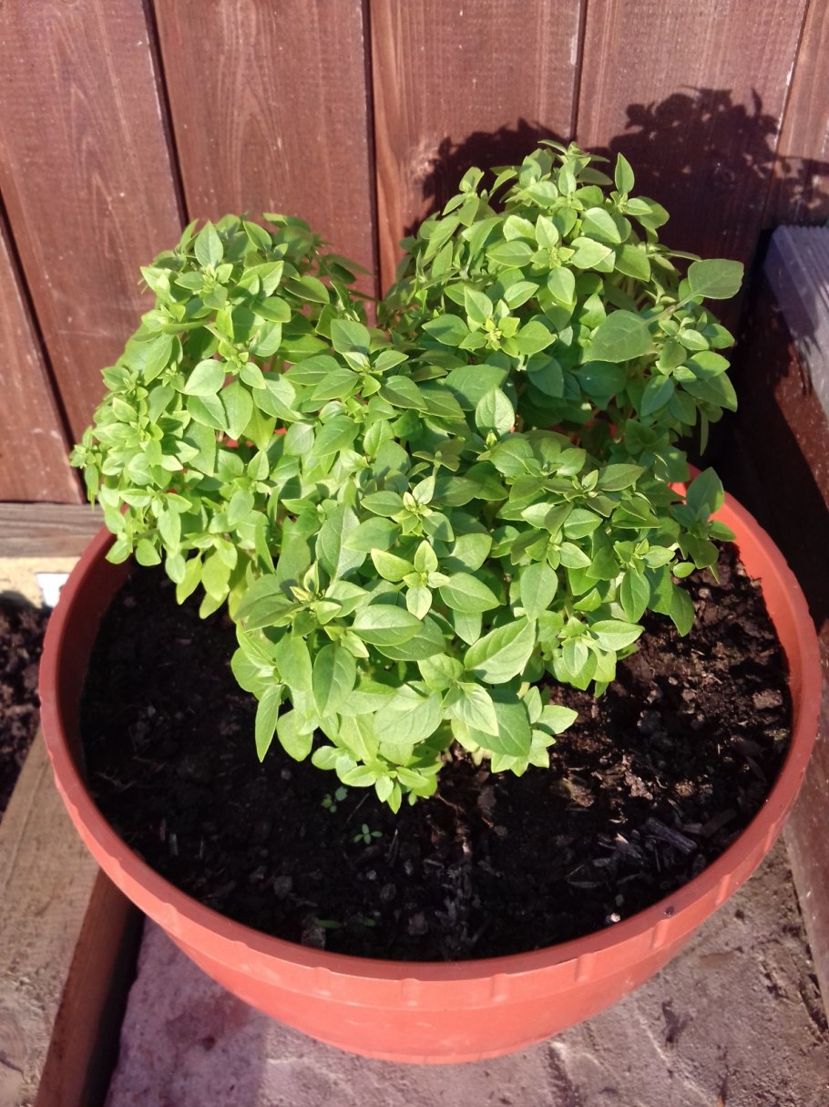 Базилик мелколистный сорта