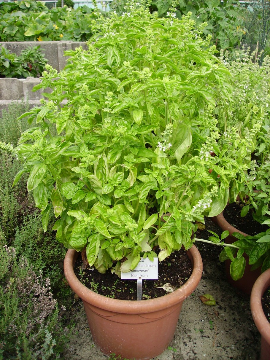 Базилик бархат