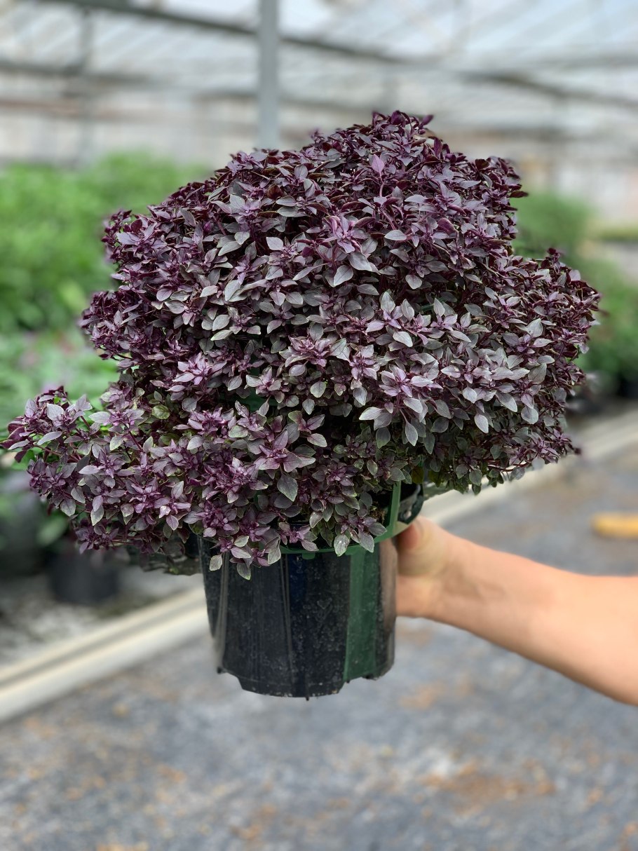 Базилик зеленый мелколистный