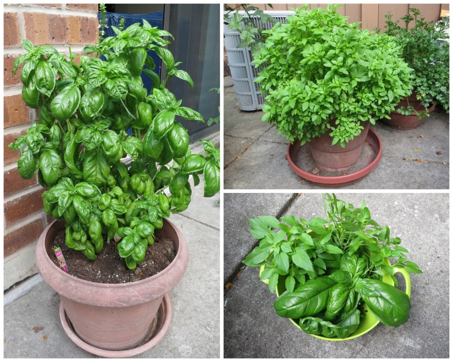 Базилик овощной шалун