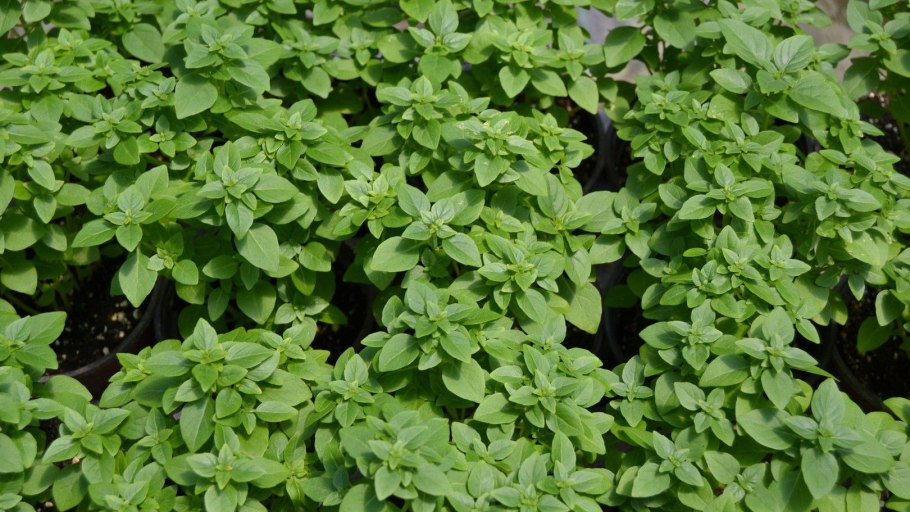 Базилик мелколистный Маркиз