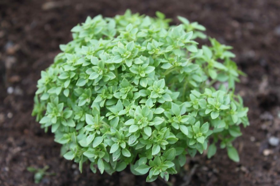 Базилик зеленый мелколистный