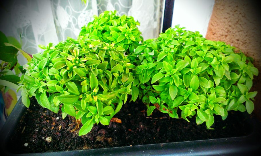 Базилик Африкан Блу