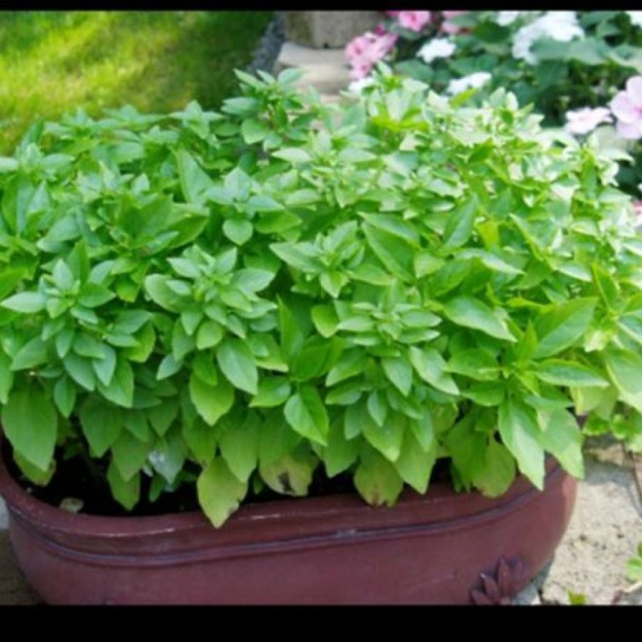 Базилик Генуэзский