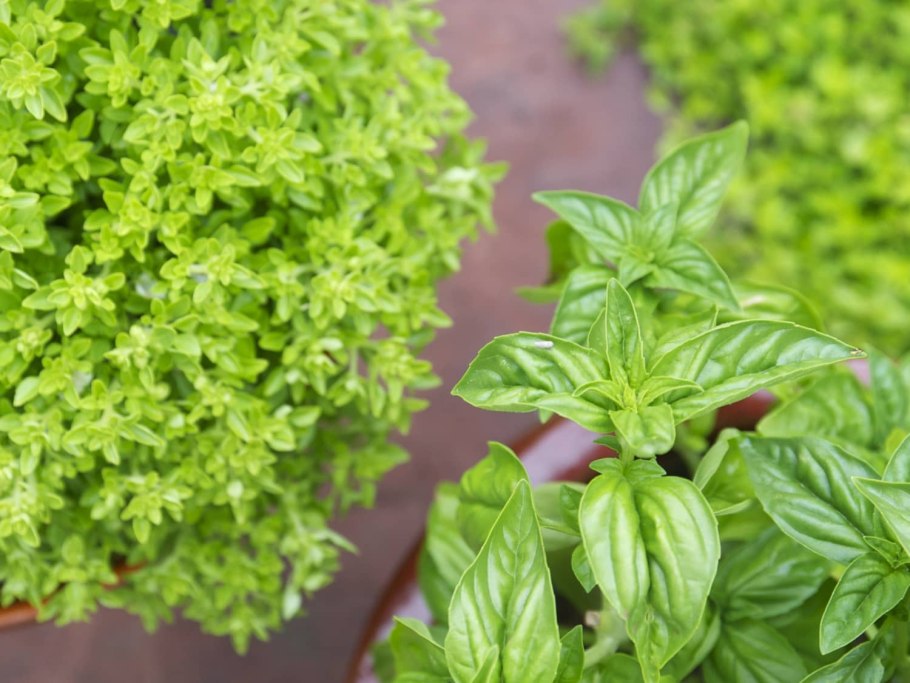 Базилик Файн Верде