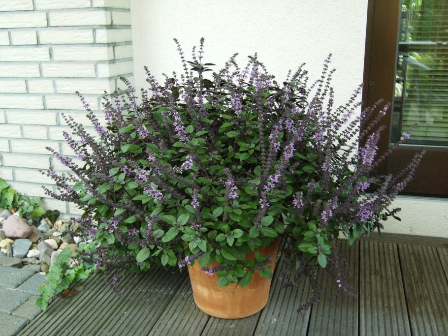 Базилик гвоздичный описание сорта