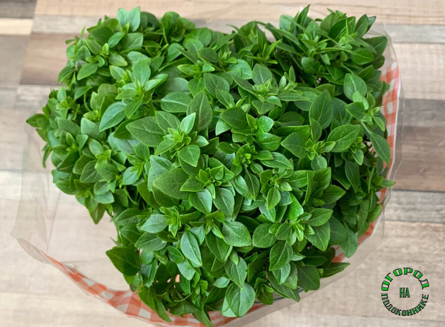 Мелколистный базилик «шалун»