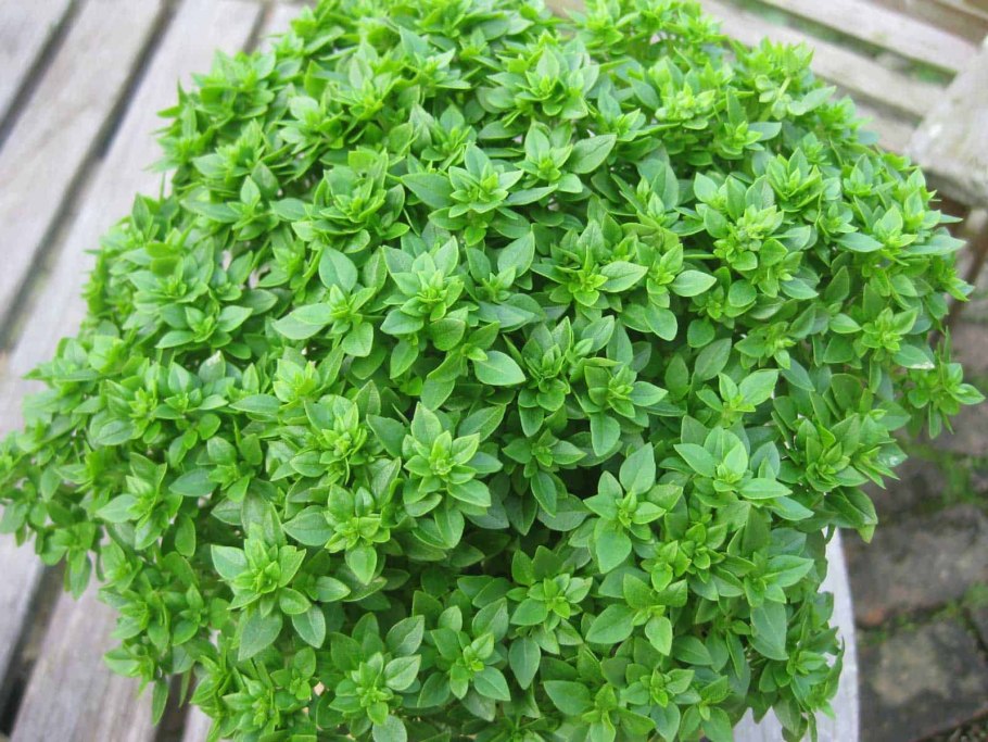 Базилик мелколистный сорта