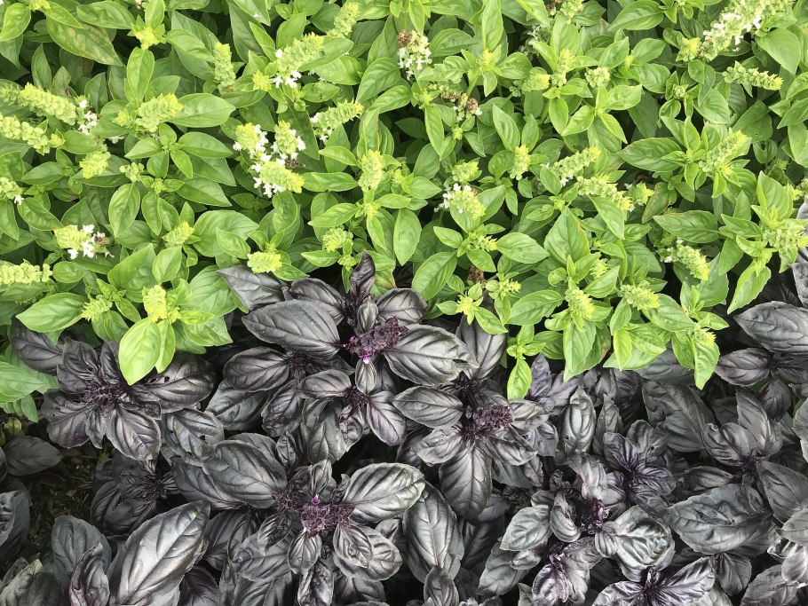 Базилик дарк опал