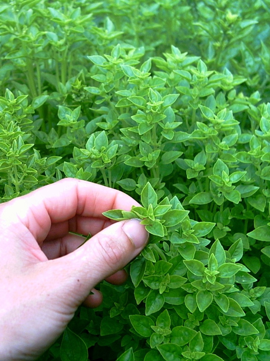 Базилик шаровидный