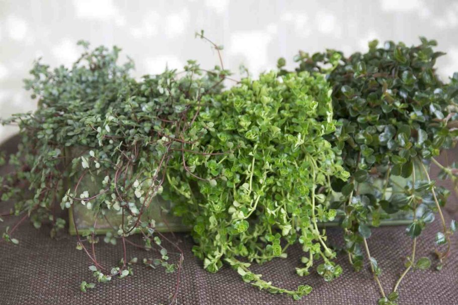 Базилик целебный