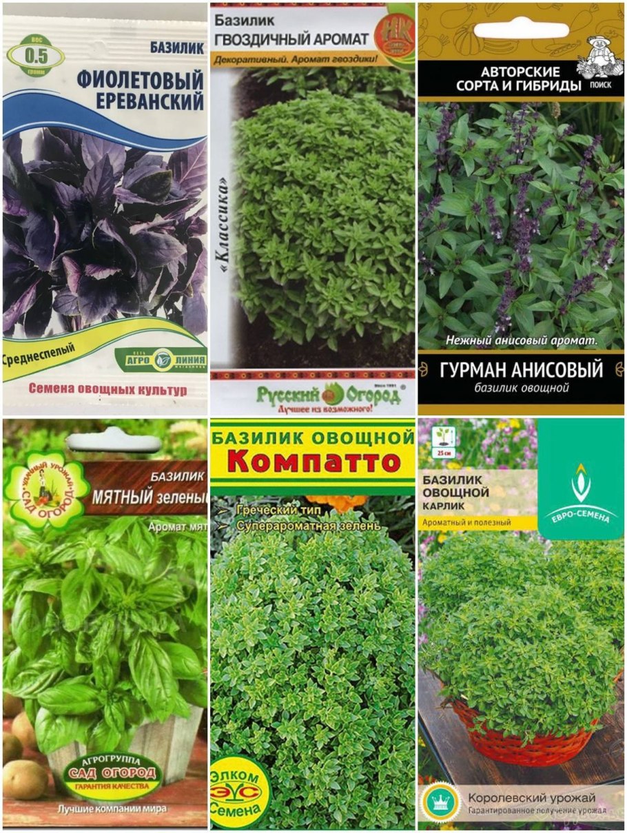 Базилик лимонный аромат