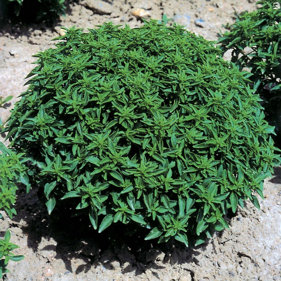 Базилик мелколистный Маркиз