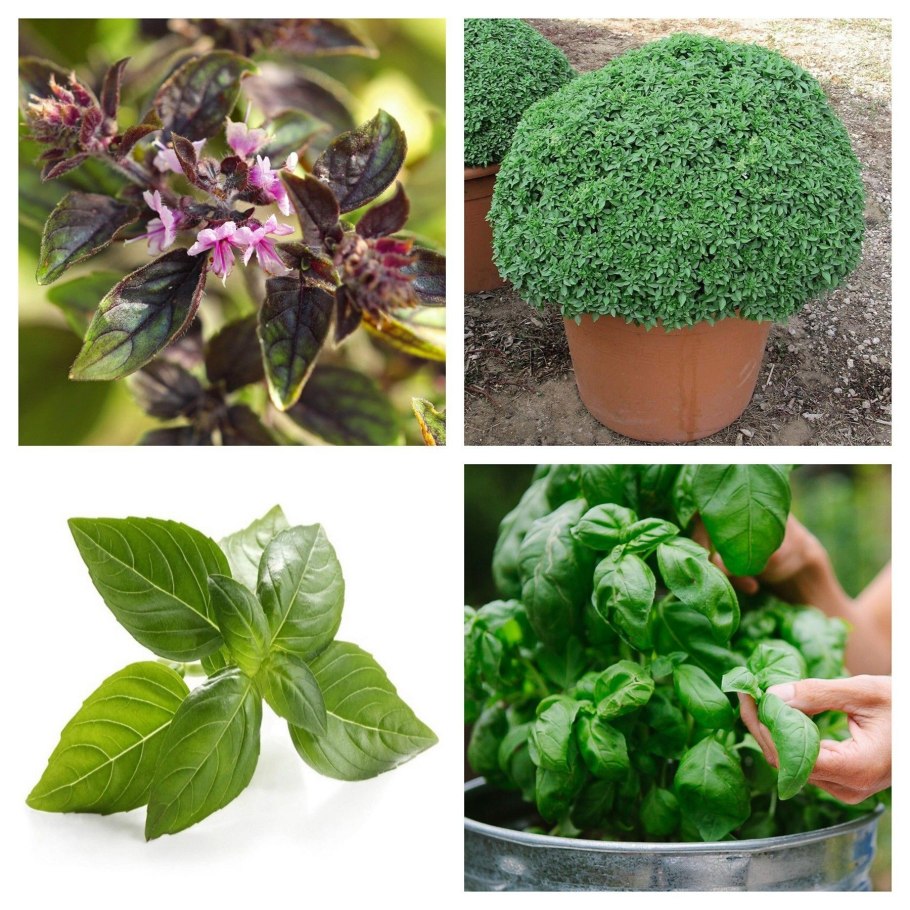 Базилик Компатто