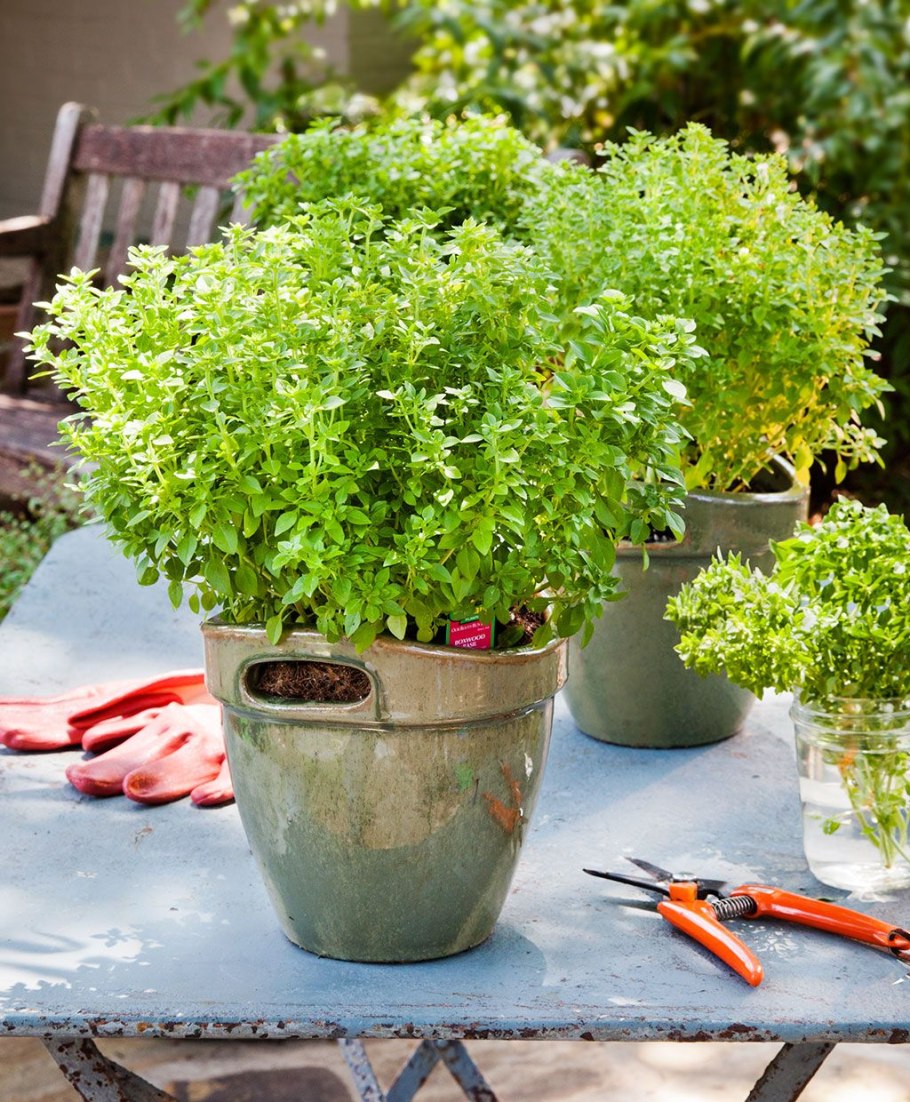 Базилик кустовой